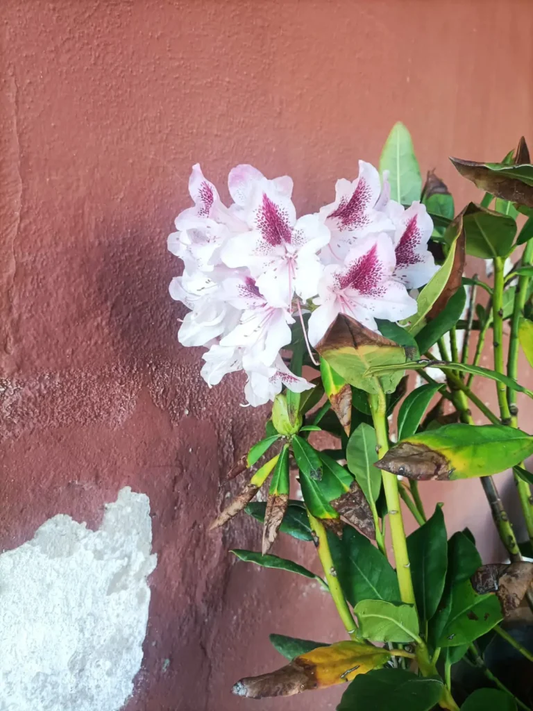 903522ae 623c 44ac a2ab dbe95536547c